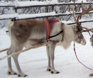 yapboz Bir atlı kızak çekme Noel Reindeer